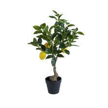 Load image into Gallery viewer, Rogue Lemon Tree - 60x42x38cm