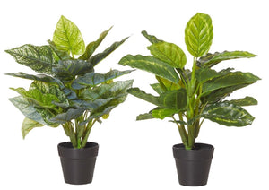 Assorted Designs Indoor Plants Pot by Rogue
