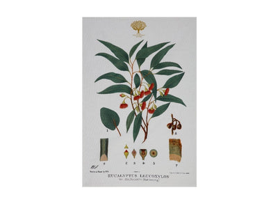 Maxwell & Williams Royal Botanic Garden Tea Towel 50x70cm Flowering Gum - ZOES Kitchen