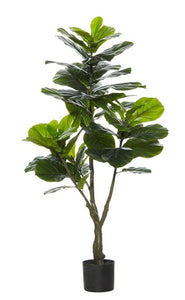 Rogue Giant Fiddle Tree 120cm - ZOES Kitchen