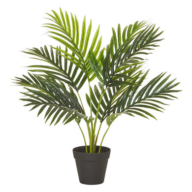 Rogue Areca Palm Green in Garden Pot 50x50x55cm - ZOES Kitchen