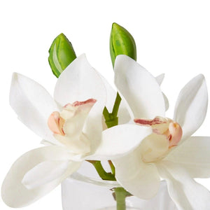 Elme Cymbidium Orchid in Vase - White - 15x8x15cm - ZOES Kitchen