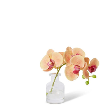 Elme Phalaenopsis Orchid in Vase - Apricot - 25x10x20cm - ZOES Kitchen