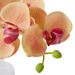 Elme Phalaenopsis Orchid in Vase - Apricot - 25x10x20cm - ZOES Kitchen