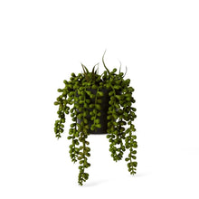 Load image into Gallery viewer, Elme String of Pearls Potted - Green - 14x14x23cm - ZOES Kitchen