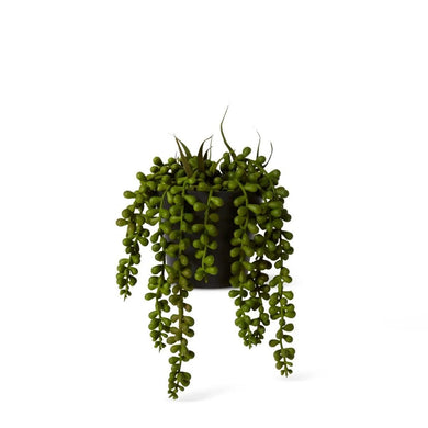 Elme String of Pearls Potted - Green - 14x14x23cm - ZOES Kitchen