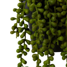 Load image into Gallery viewer, Elme String of Pearls Potted - Green - 14x14x23cm - ZOES Kitchen