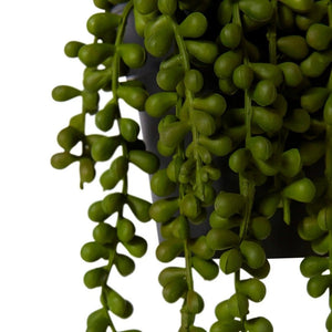Elme String of Pearls Potted - Green - 14x14x23cm - ZOES Kitchen