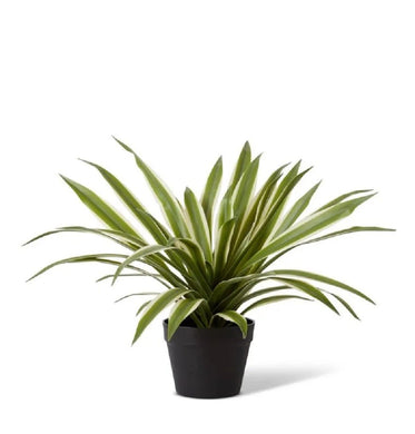 Elme Sisal Agave Potted Variegated 50x50x41cm - ZOES Kitchen
