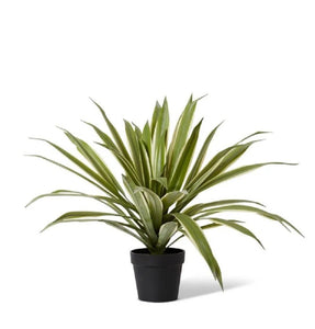 Elme Sisal Agave Potted Variegated 80x80x70cm - ZOES Kitchen