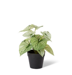 Elme Aglaonema Plant Potted Variegated 23x18x20cm - ZOES Kitchen