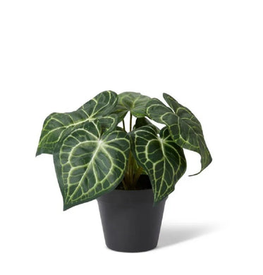 Elme Anthurium Hanging Plant Potted Variegated 24x24x23cm - ZOES Kitchen