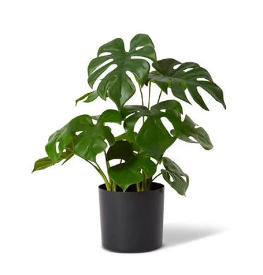 Elme Monstera Plant Potted Green 37x37x39cm - ZOES Kitchen