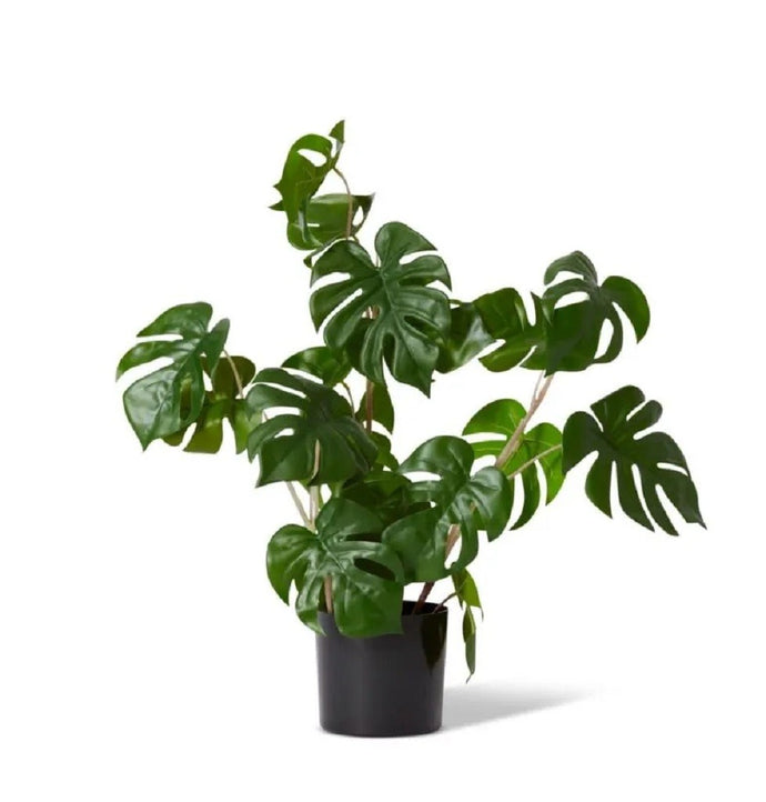 Elme Monstera Wild Plant Potted Green 33x33x56cm - ZOES Kitchen