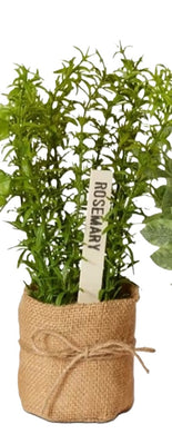 Elme Herbs Rosemary 25x20x22cm