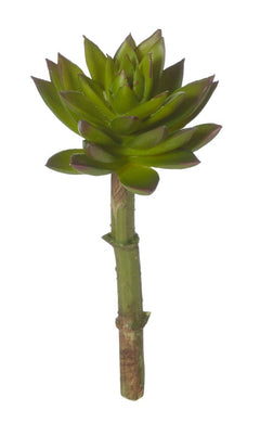 Rogue Spikey Echeveria Succulent Green 7x7x18cm
