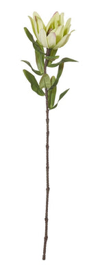 Rogue Protea Stem Green 10x10x58cm