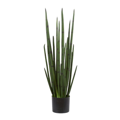 Rogue Sansevieria Plant Green 30x30x83cm