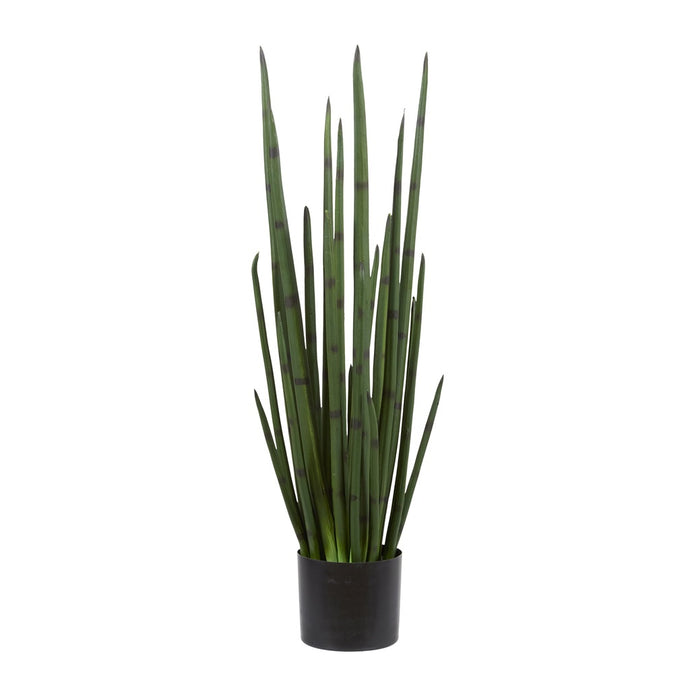 Rogue Sansevieria Plant Green 30x30x83cm