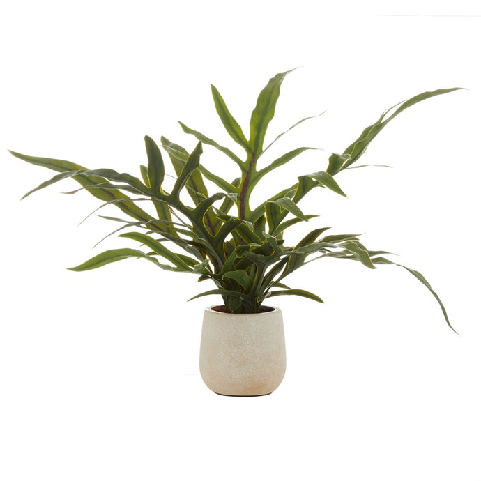 Rogue Blue Star Fern Pot Green - 69x28x39cm