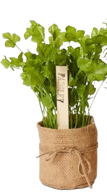Elme Herbs Parsley 25x20x22cm
