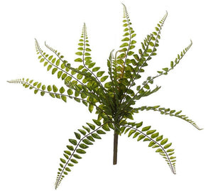 34x34x40cm Green Jewel Fern by Rogue