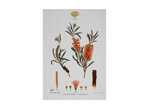 Maxwell & Williams Royal Botanic Garden Tea Towel 50x70cm Bottlebrush - ZOES Kitchen