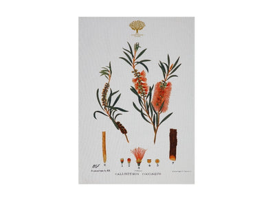 Maxwell & Williams Royal Botanic Garden Tea Towel 50x70cm Bottlebrush - ZOES Kitchen