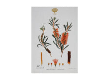 Load image into Gallery viewer, Maxwell &amp; Williams Royal Botanic Garden Tea Towel 50x70cm Bottlebrush - ZOES Kitchen