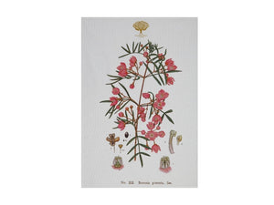 Maxwell & Williams Royal Botanic Garden Tea Towel 50x70cm Boronia - ZOES Kitchen