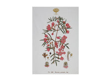 Load image into Gallery viewer, Maxwell &amp; Williams Royal Botanic Garden Tea Towel 50x70cm Boronia - ZOES Kitchen