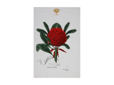 Maxwell & Williams Royal Botanic Garden Tea Towel 50x70cm Telopea - ZOES Kitchen