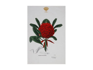 Maxwell & Williams Royal Botanic Garden Tea Towel 50x70cm Telopea - ZOES Kitchen