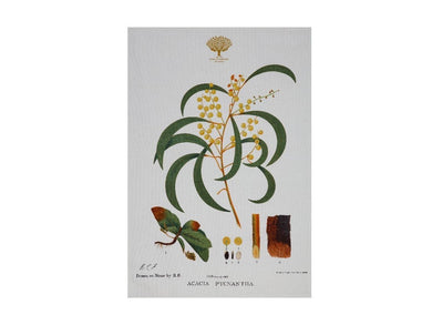 Maxwell & Williams Royal Botanic Garden Tea Towel 50x70cm Wattle - ZOES Kitchen
