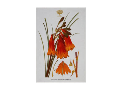 Maxwell & Williams Royal Botanic Garden Tea Towel 50x70cm Christmas Bells - ZOES Kitchen