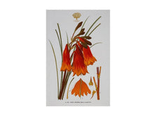 Load image into Gallery viewer, Maxwell &amp; Williams Royal Botanic Garden Tea Towel 50x70cm Christmas Bells - ZOES Kitchen