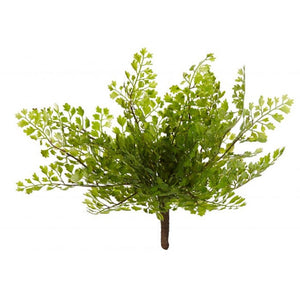 Rogue Maiden Hair Fern 22x21cm Gn - ZOES Kitchen