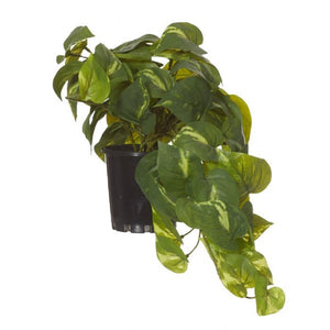 Rogue Pothos Hanging Pot 40cm - ZOES Kitchen