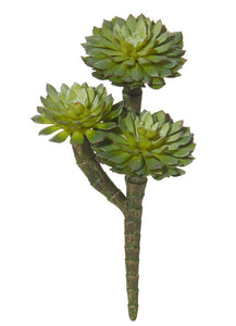 Rogue Spikey Echeveria Pick Green 10x18cm - ZOES Kitchen