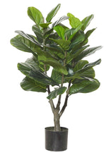 Load image into Gallery viewer, Rogue Giant Fiddle Tree 90cm Green - ZOES Kitchen