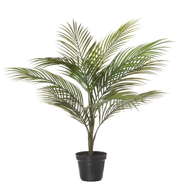 Rogue Areca Palm Tree Green 50x50x65cm - ZOES Kitchen