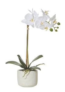 Rogue Butterfly Orchid Smooth Pot 45cm - White - ZOES Kitchen