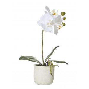 Rogue Butterfly Orchid smooth Pot 30cm Wht - ZOES Kitchen