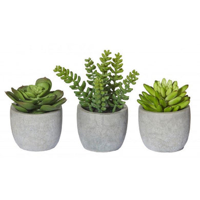 Rogue Succulent Cement Pot Asst Design 16cm Grn - ZOES Kitchen