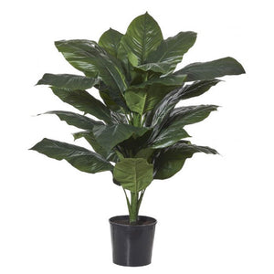 Rogue Giant Spathiphyllum 122cm Grn - ZOES Kitchen