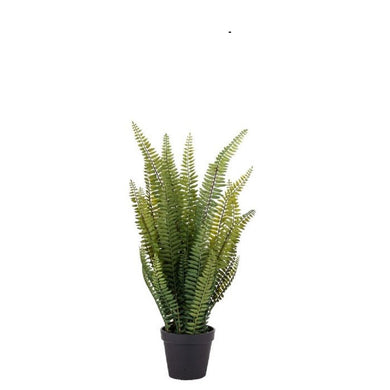 Rogue Boston Fern­Garden Pot 58cm Green - ZOES Kitchen