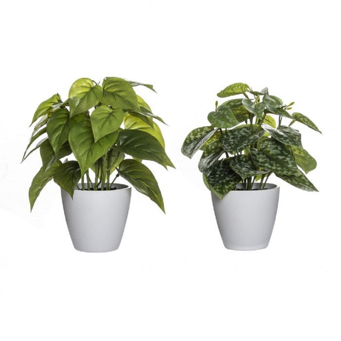Rogue Indoor plant white Pot Asst Design 25cm Green - ZOES Kitchen