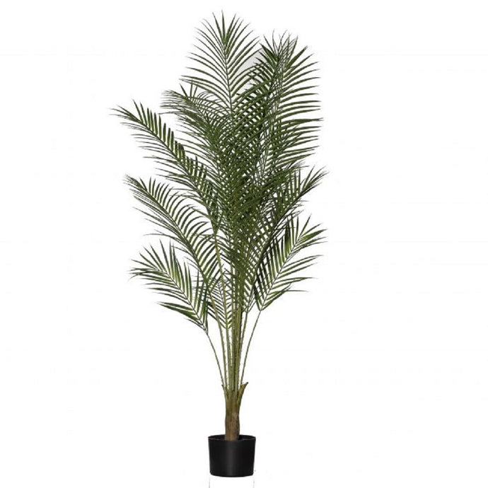 Rogue Areca Palm 150cm Green - ZOES Kitchen