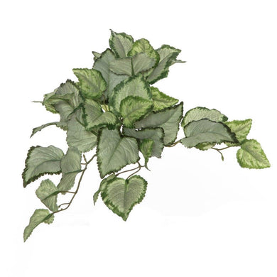 Rogue Lamium Bush 25cm Variegated - ZOES Kitchen