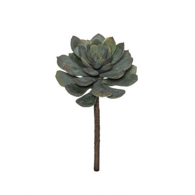 Rogue Lotus Echeveria Stem 15x15x23cm GreyGrn - ZOES Kitchen